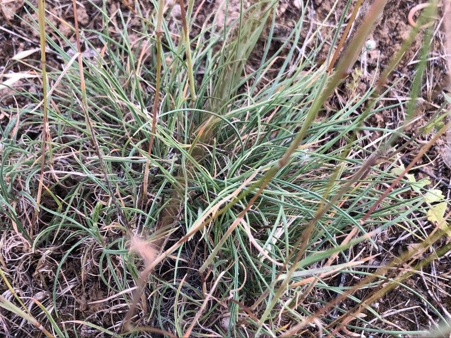 Koeleria vallesiana — search result for 'Koeleria'