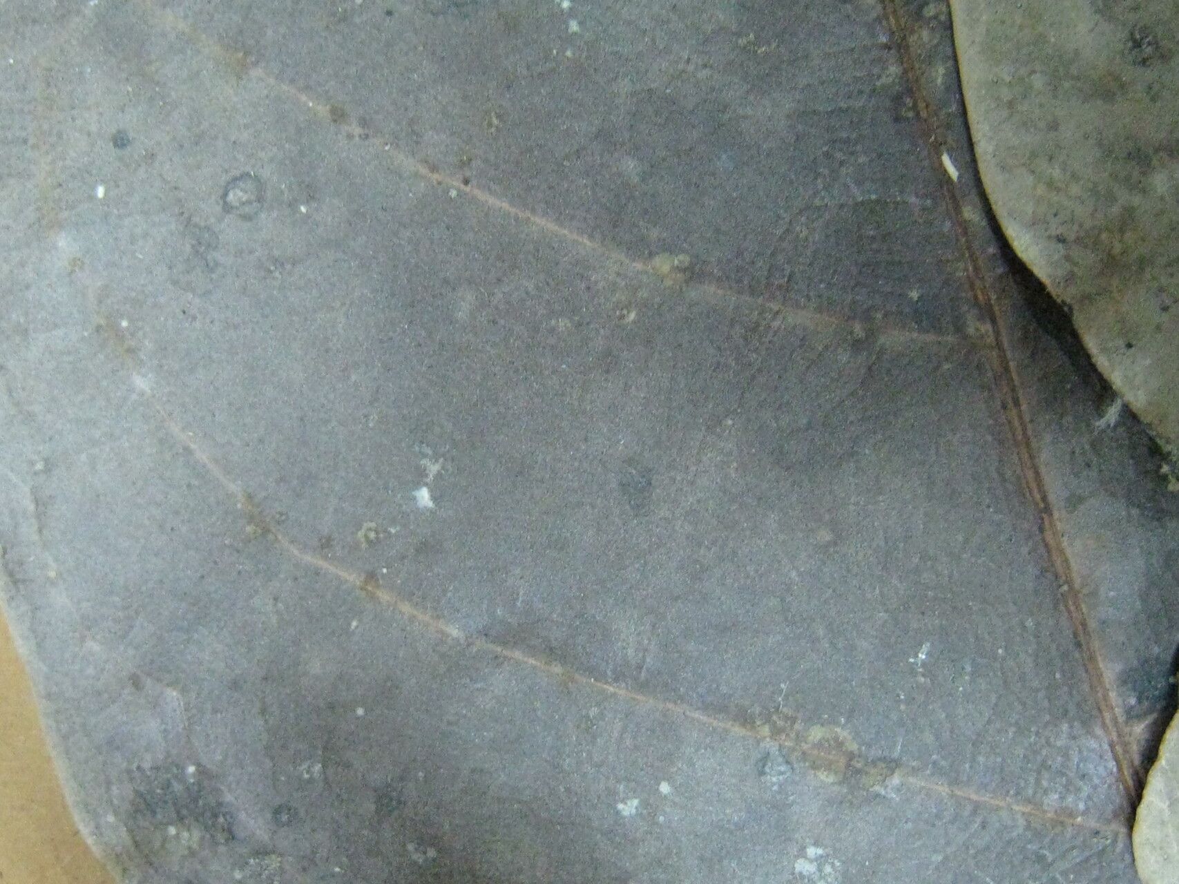 Aniba panurensis — houseplant care guide