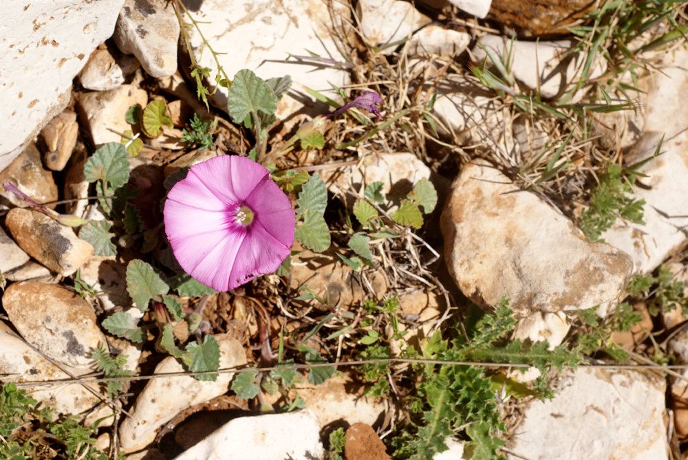 Convolvulus pitardii habit