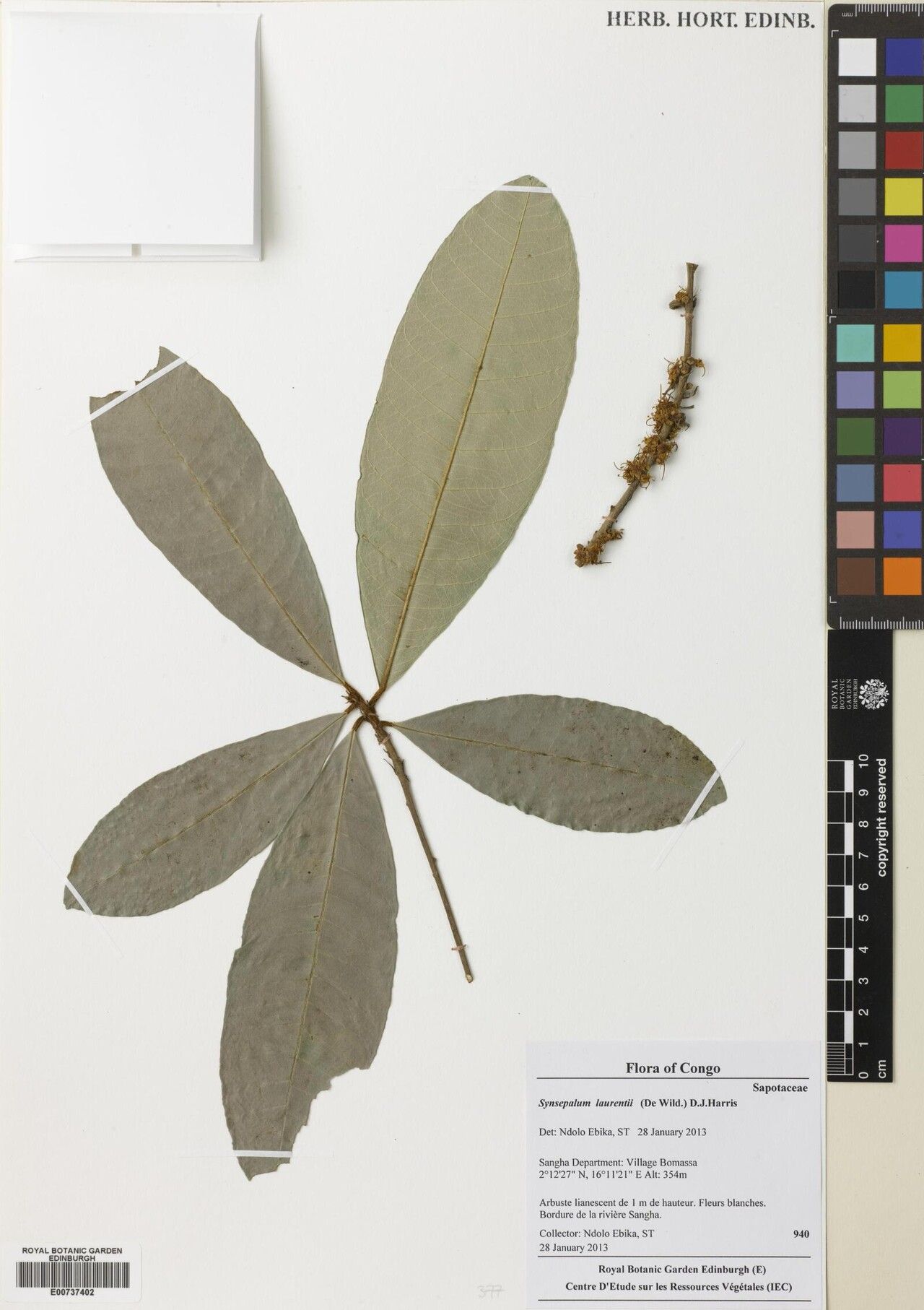 Synsepalum laurentii — houseplant care guide