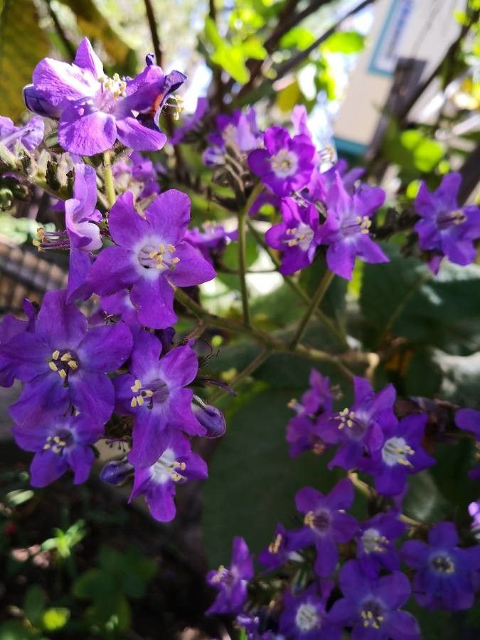 Wigandia urens flower