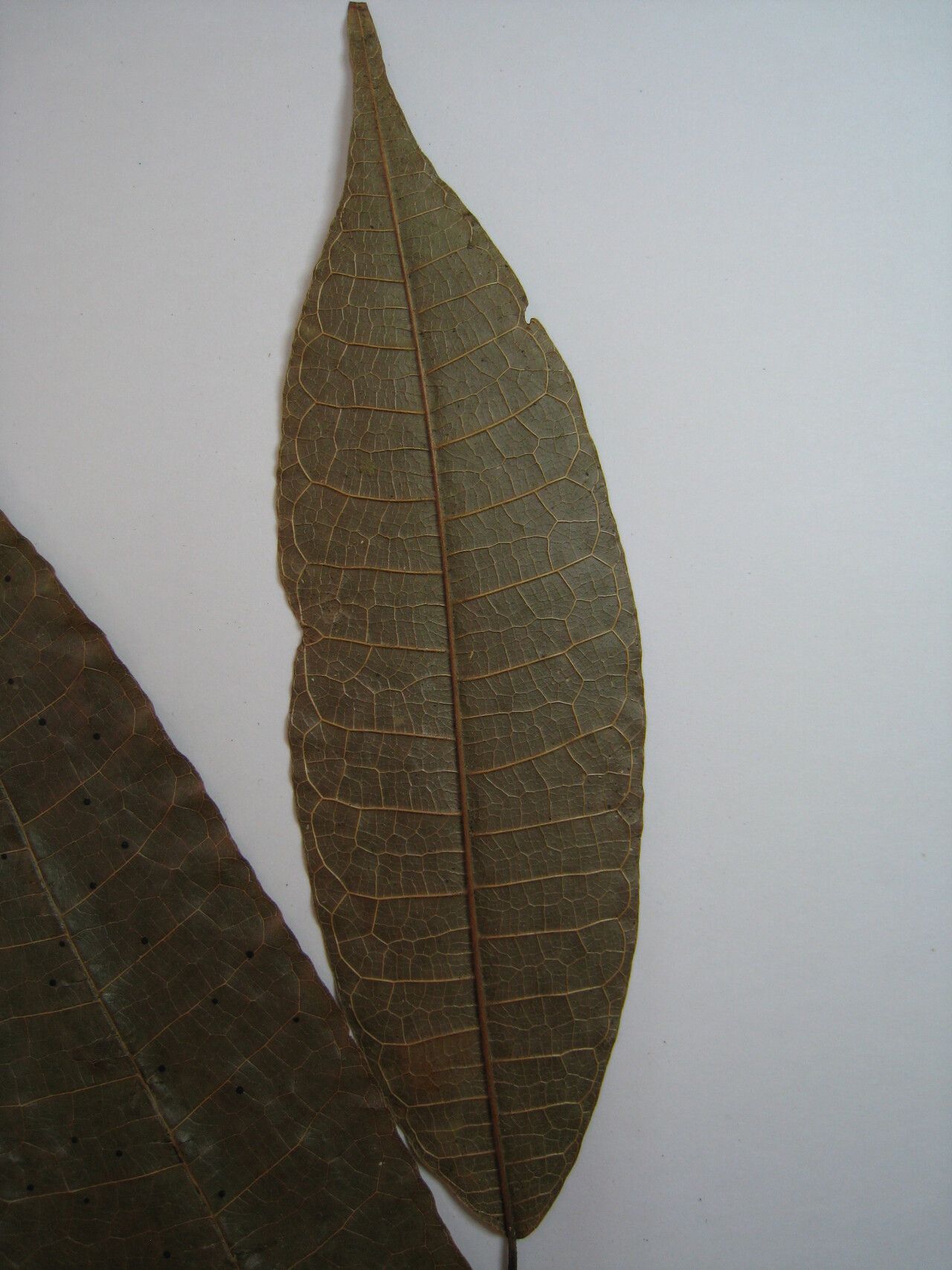 Brosimum lactescens other