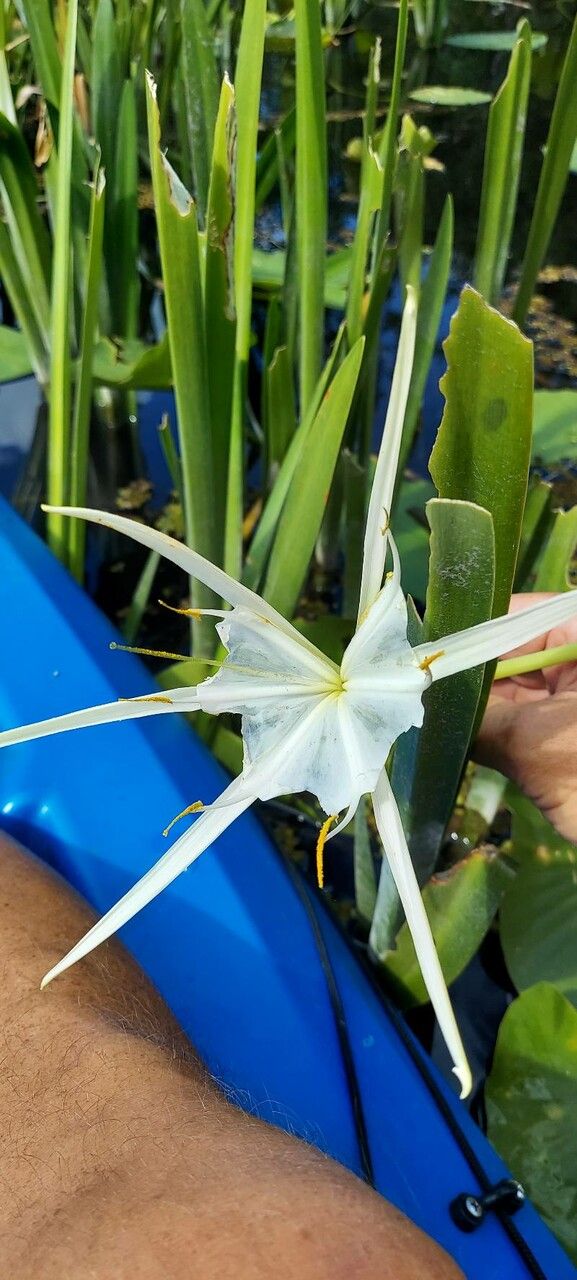 Hymenocallis rotata flower