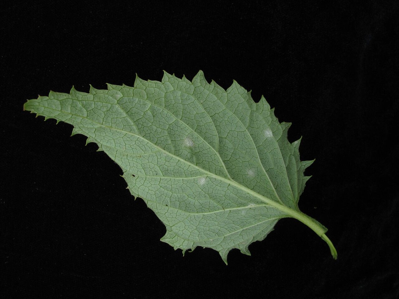Scrophularia pauciflora other