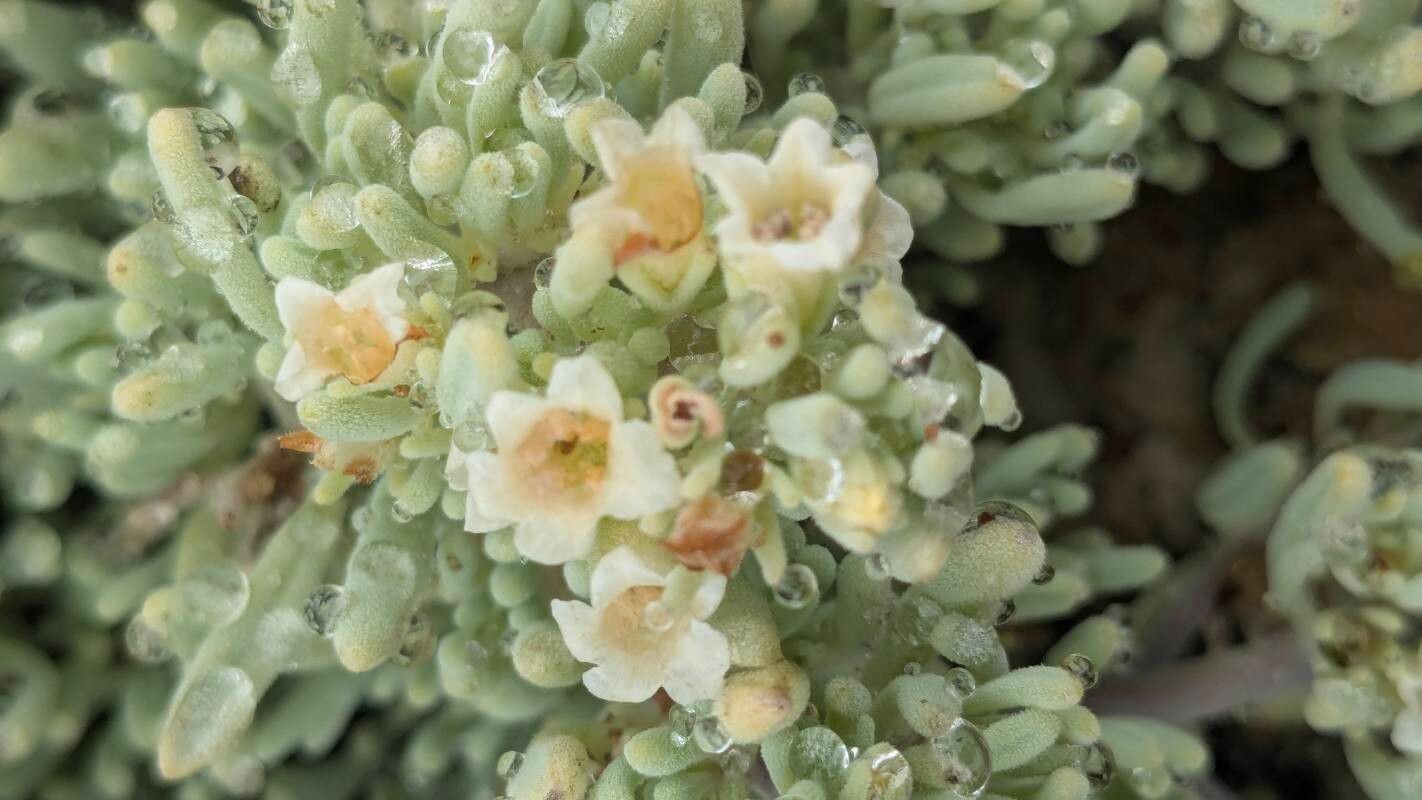 Nolana sedifolia flower