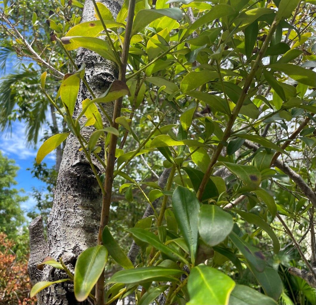 Myrsine acrantha bark