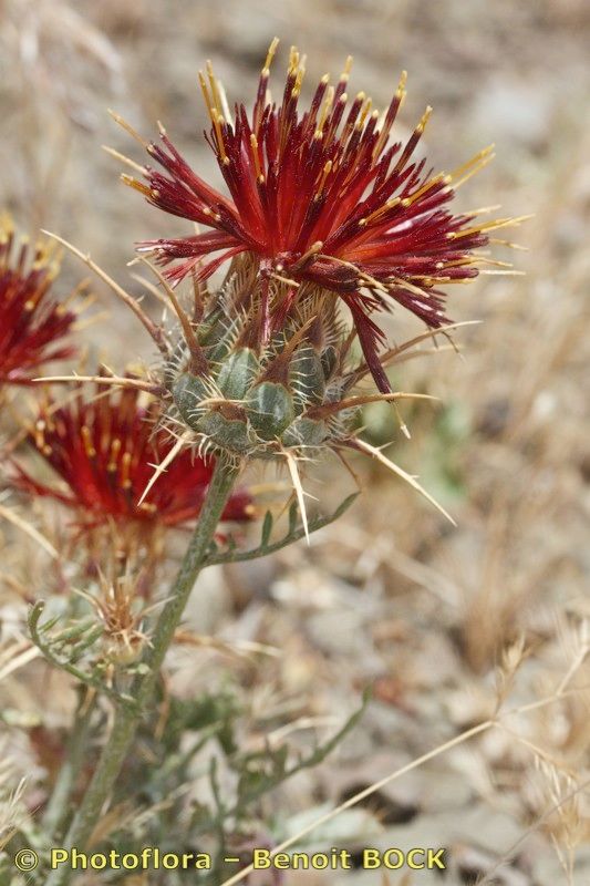 Centaurea pubescens fruit