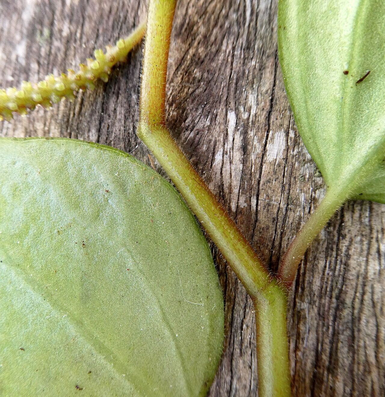 Peperomia hirtella bark