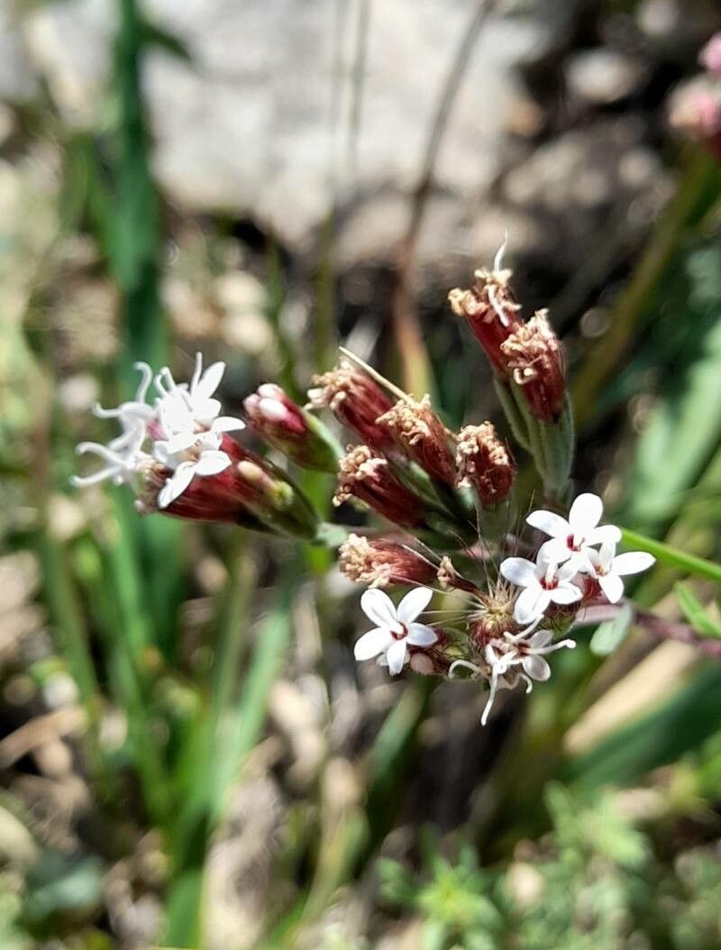 Stevia satureifolia flower