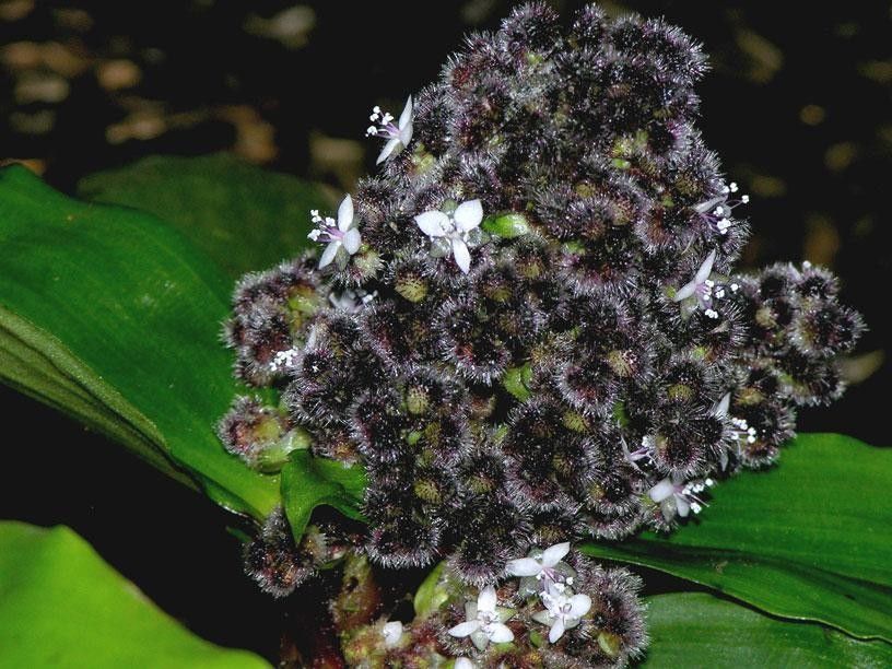 Floscopa robusta fruit