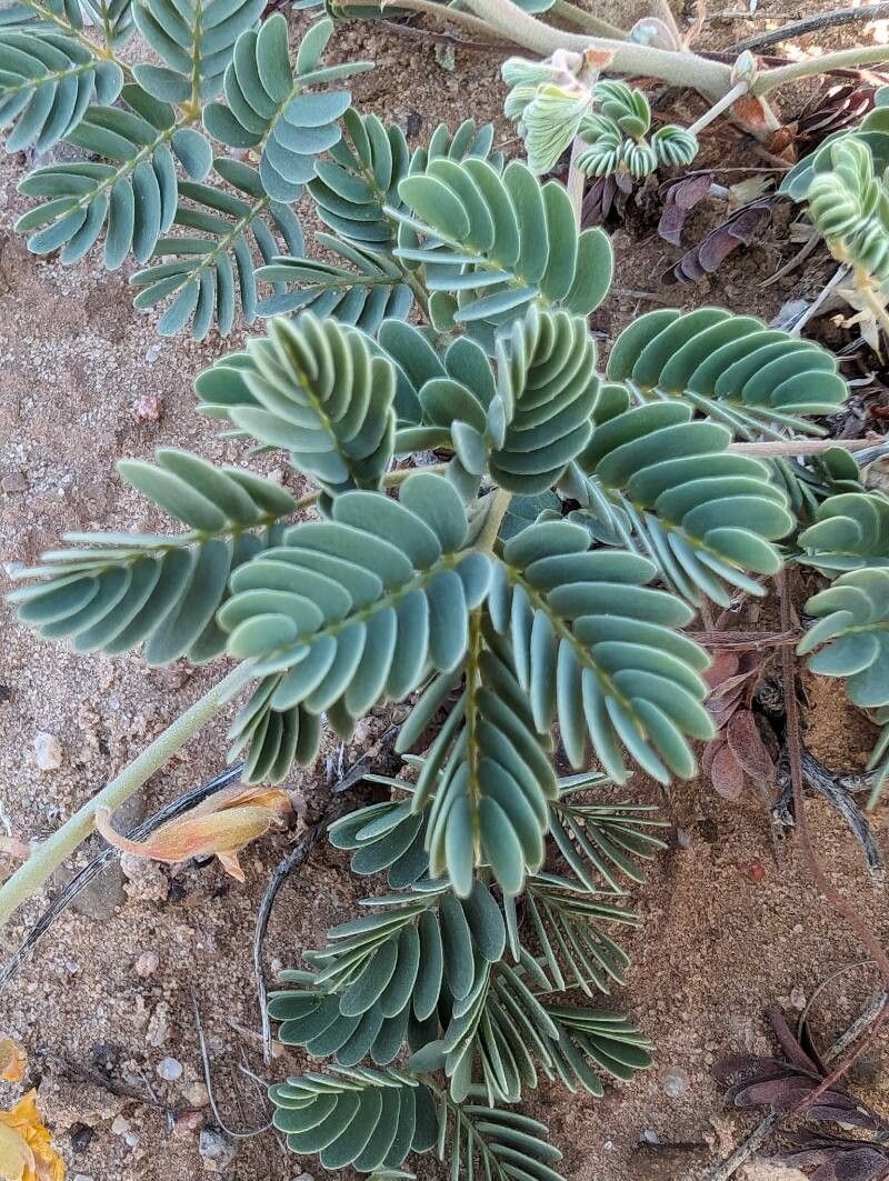 Hoffmannseggia repens — houseplant care guide