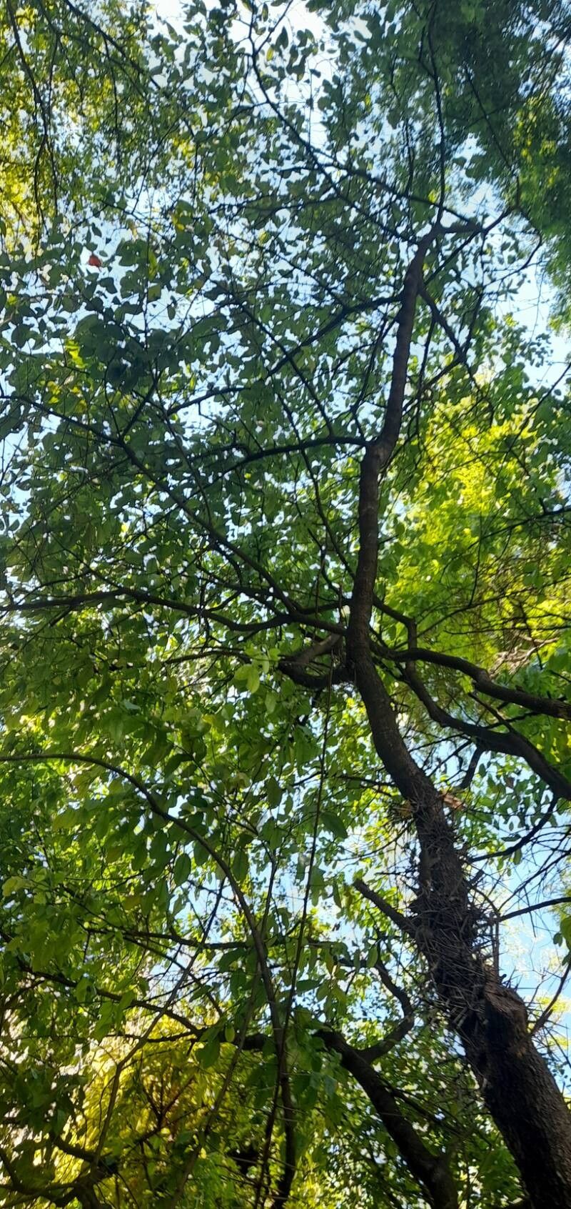 Xylosma pubescens habit