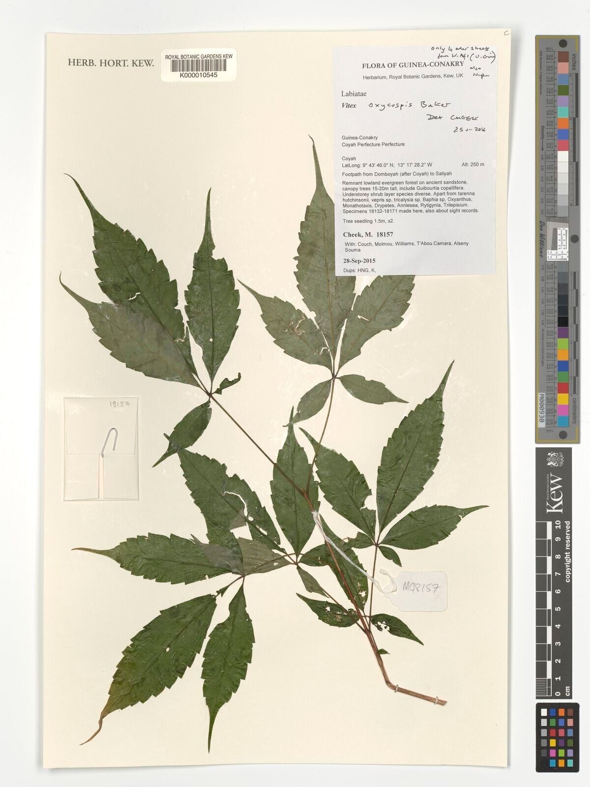 Vitex oxycuspis — houseplant care guide