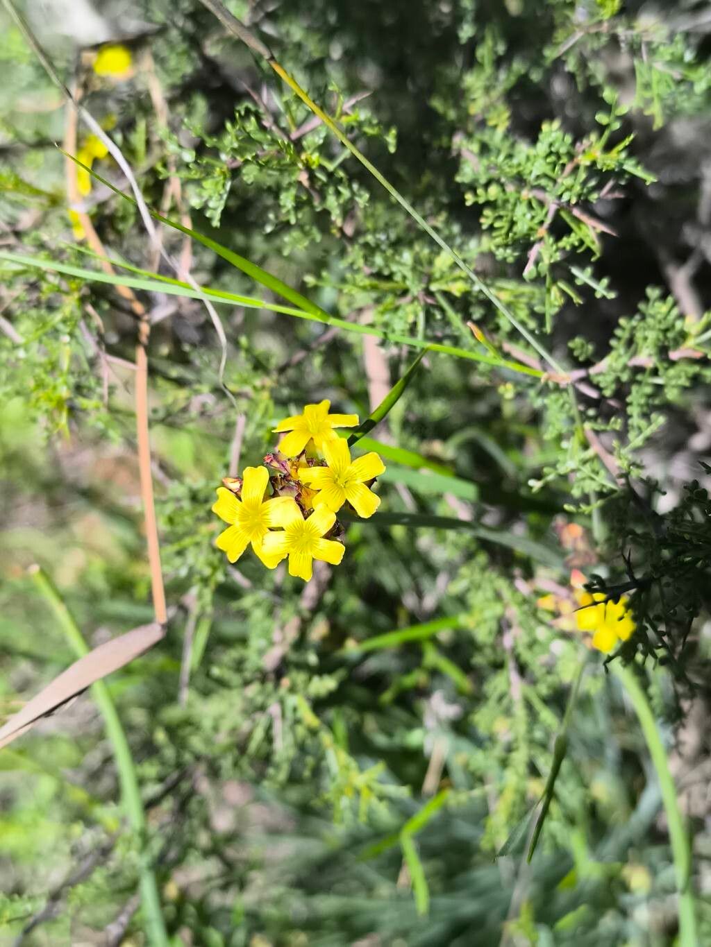 Sisyrinchium palmifolium flower