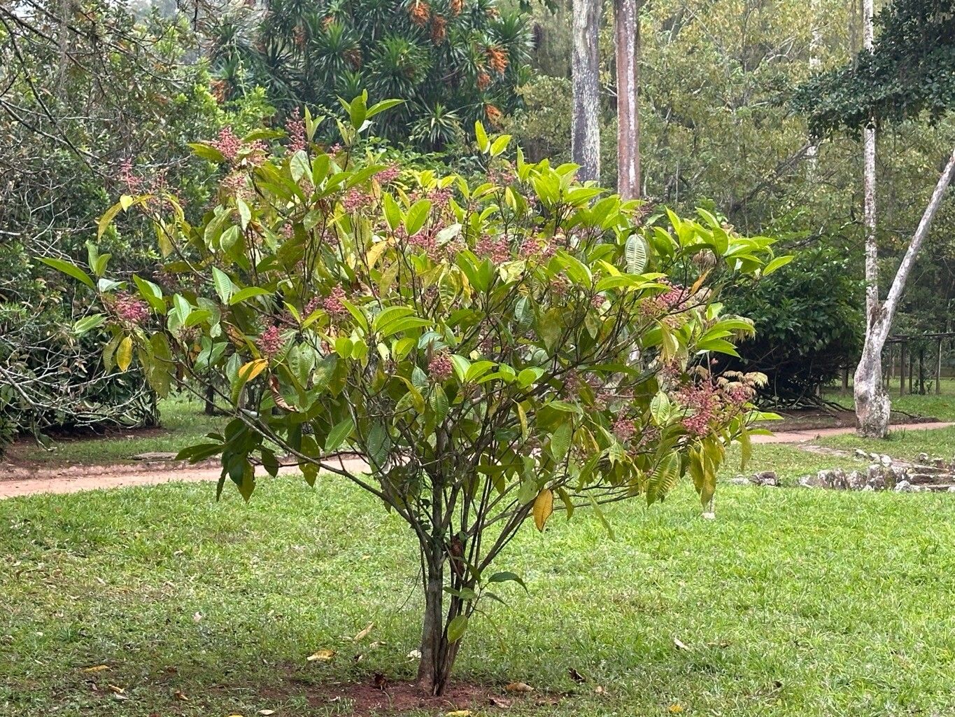 Palicourea lasiantha — houseplant care guide