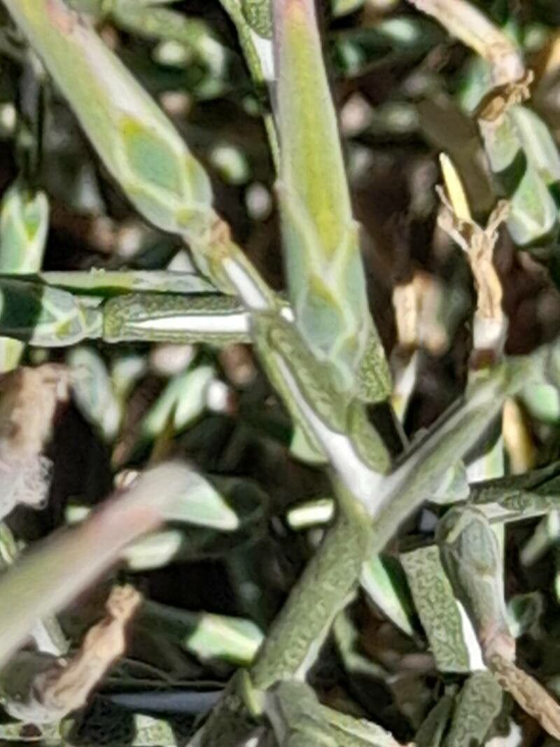 Lactuca orientalis bark
