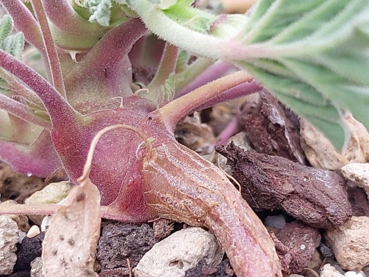Pelargonium redactum bark