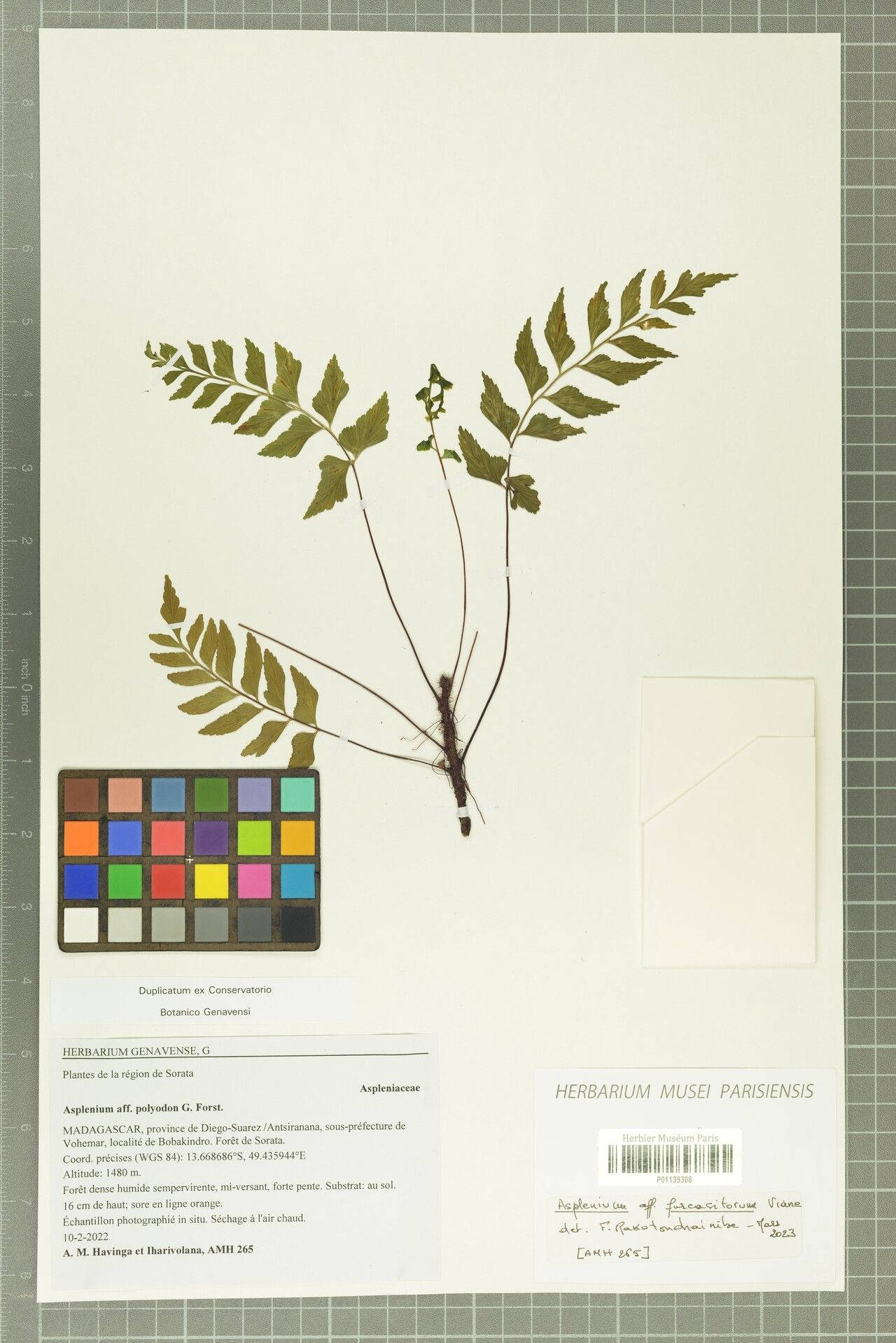 Asplenium furcatisorum — houseplant care guide