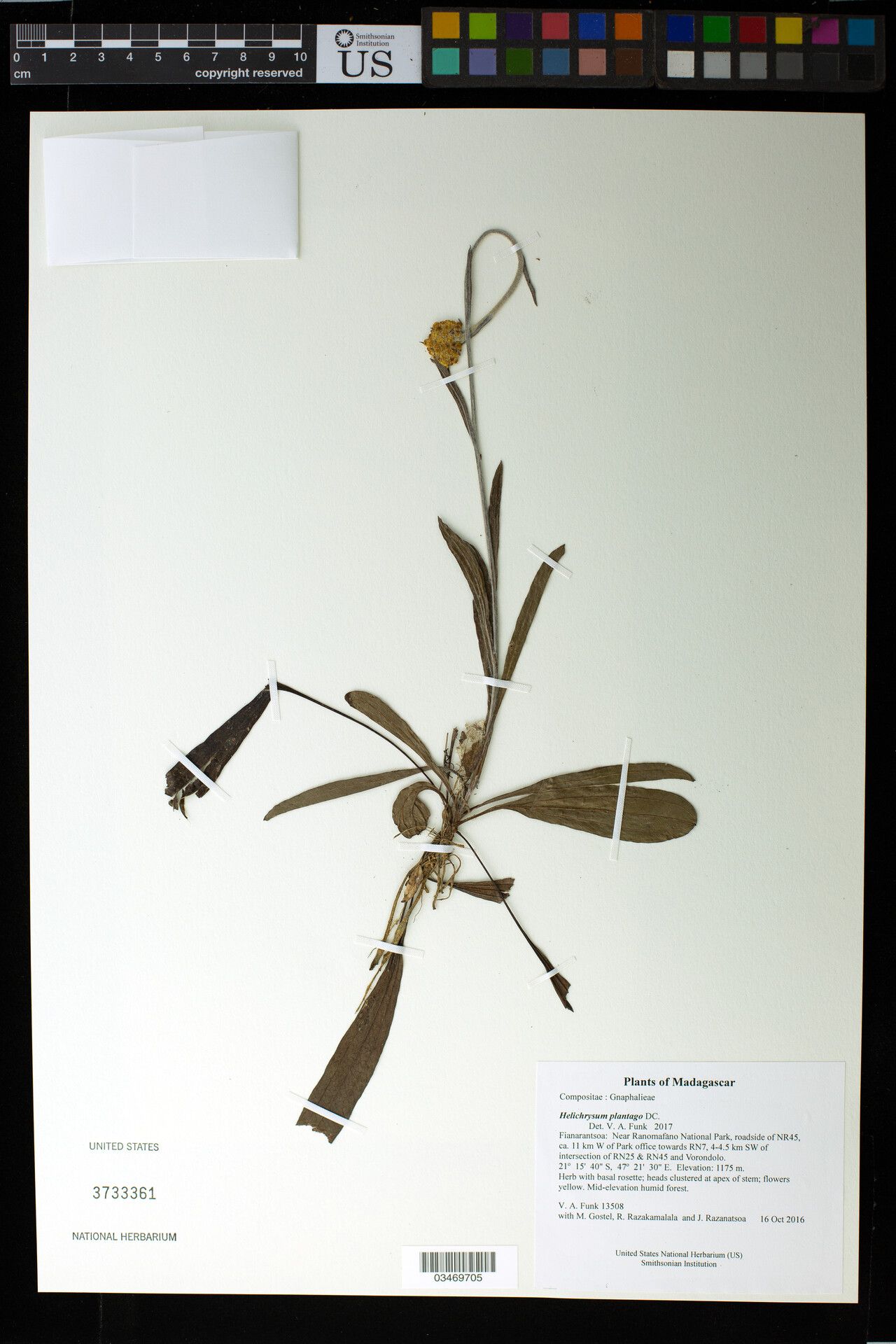 Helichrysum plantago — search result for 'Plantago'