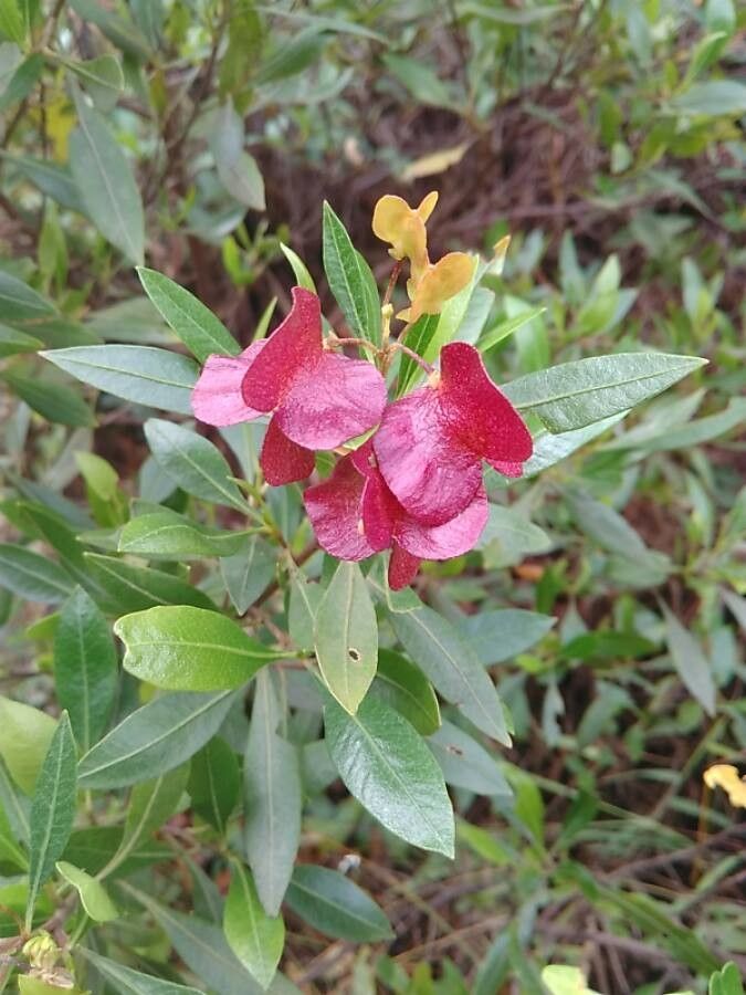 Dodonaea viscosa flower