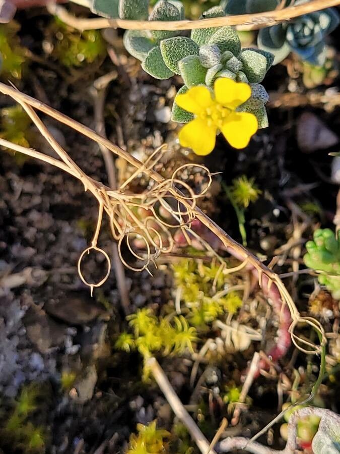 Alyssum loiseleurii flower