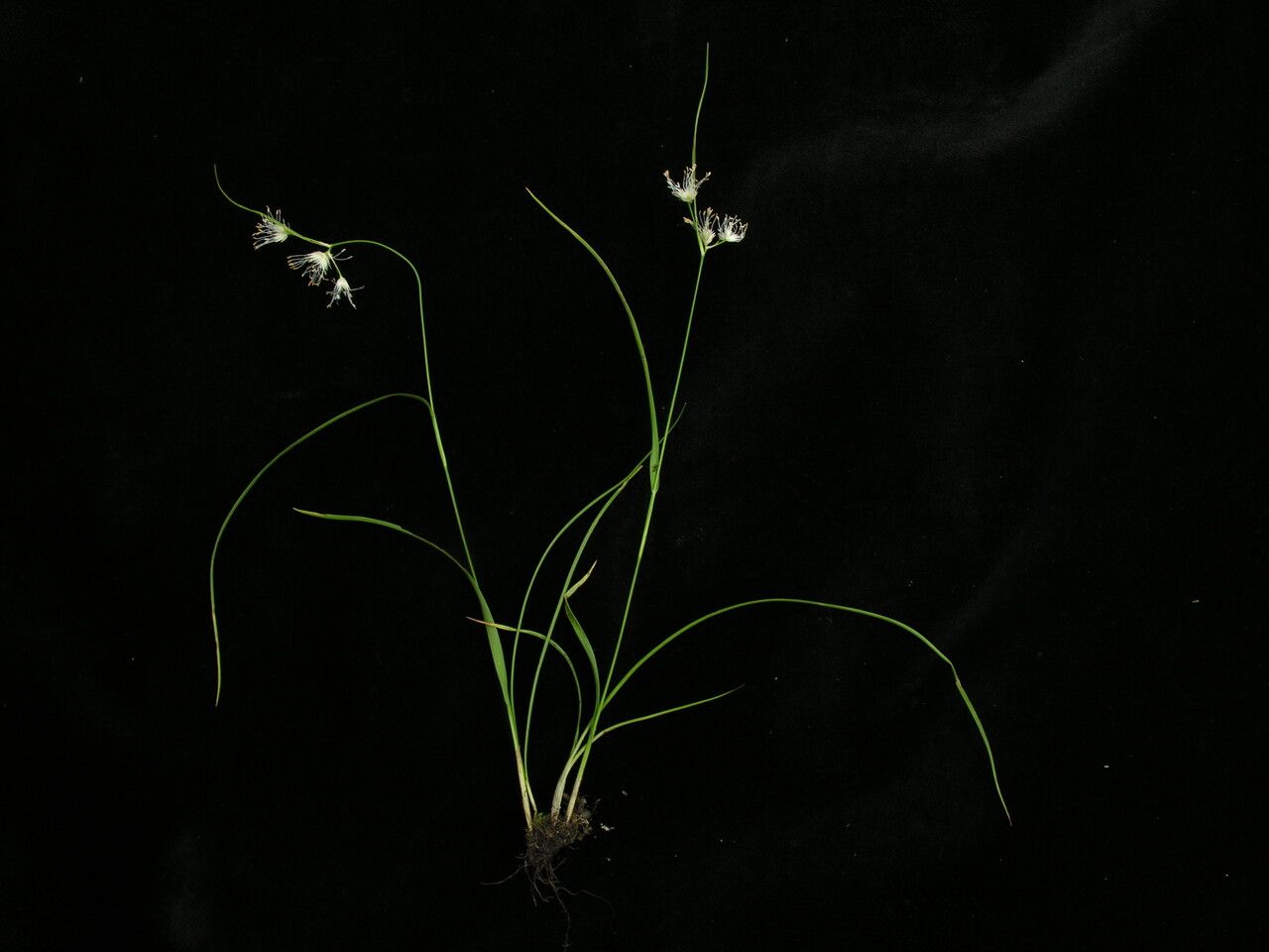 Juncus gracilicaulis habit