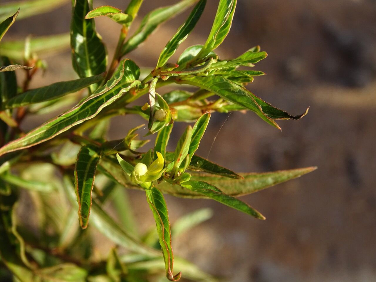 Ludwigia erecta — search result for 'Ludwigia'