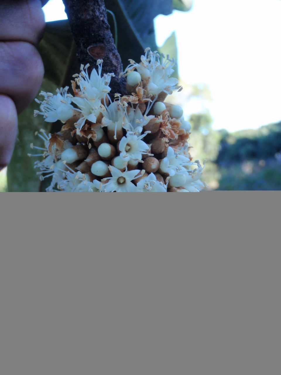 Pycnandra belepensis other