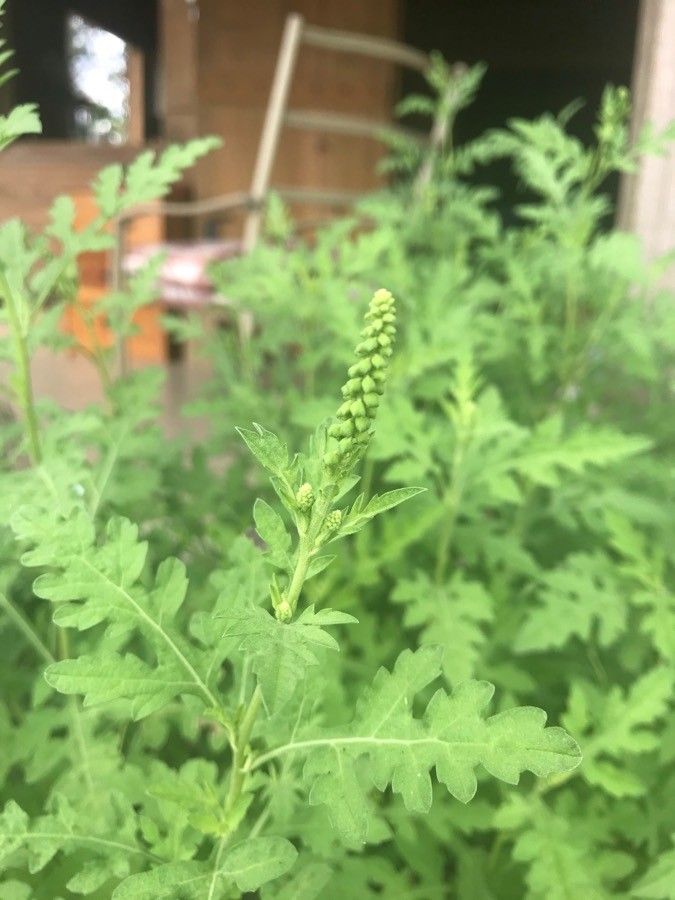 Ambrosia peruviana flower