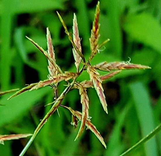 Cyperus intactus — houseplant care guide