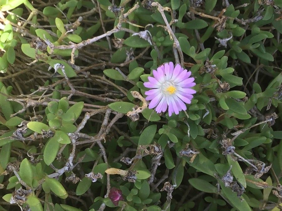 Delosperma lavisiae other