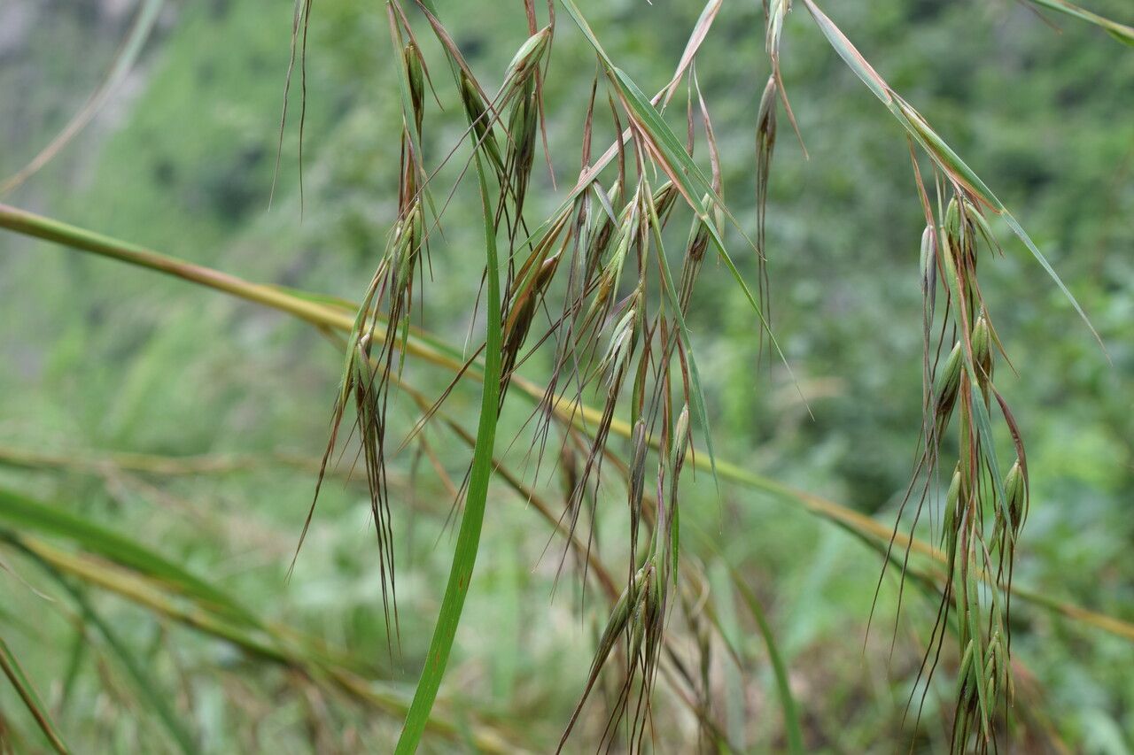 Themeda caudata — related species from the same genus