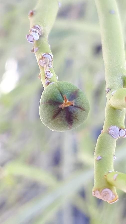 Euphorbia dhofarensis fruit