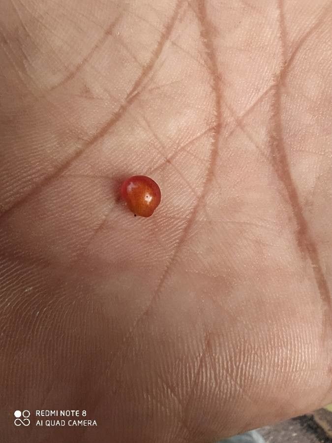 Cocculus hirsutus fruit