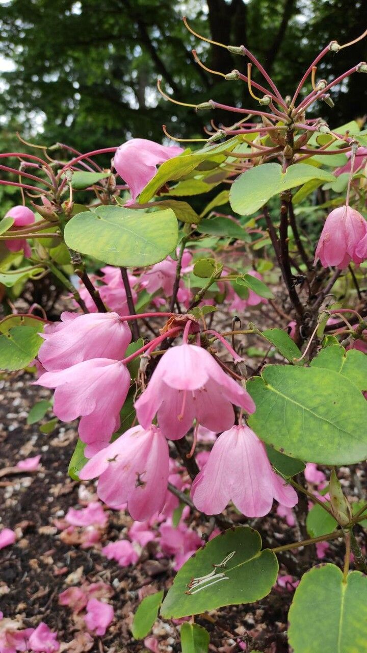 Rhododendron orbiculare flower