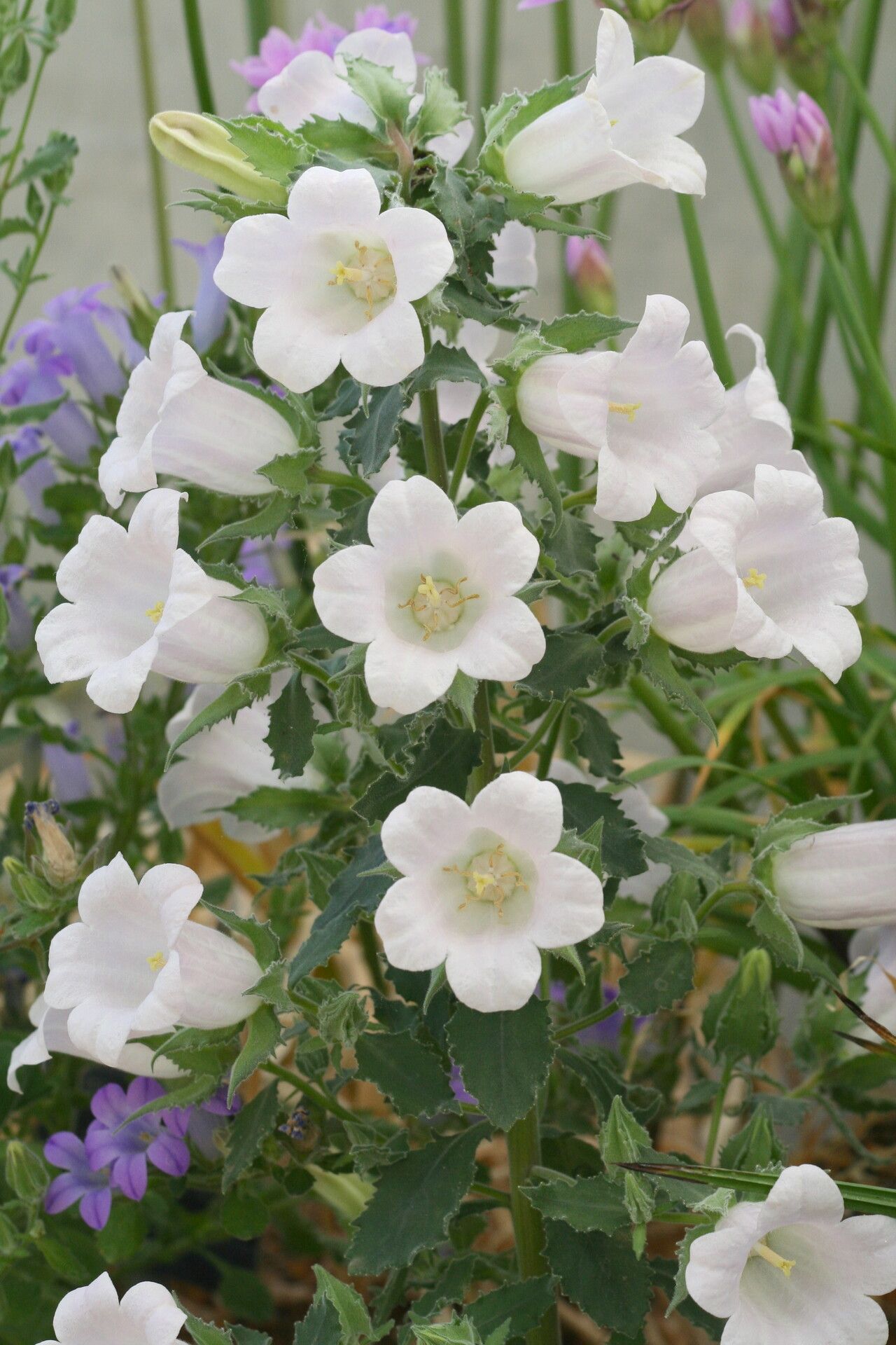 Campanula formanekiana flower
