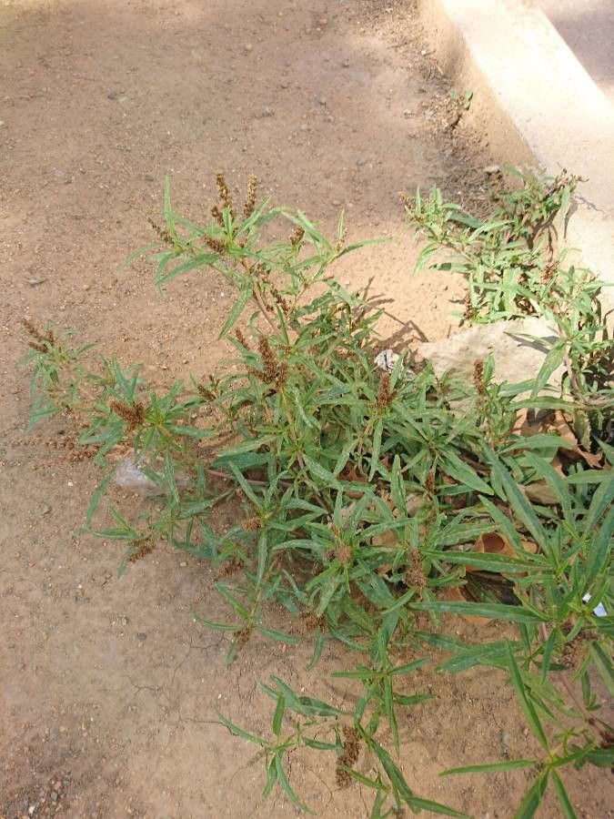 Rumex salicifolius flower
