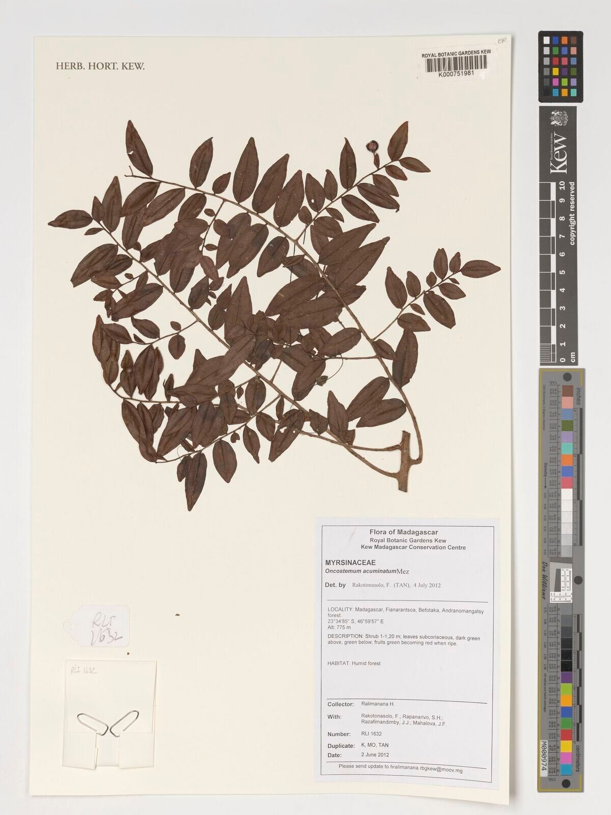 Oncostemum acuminatum — related species from the same genus