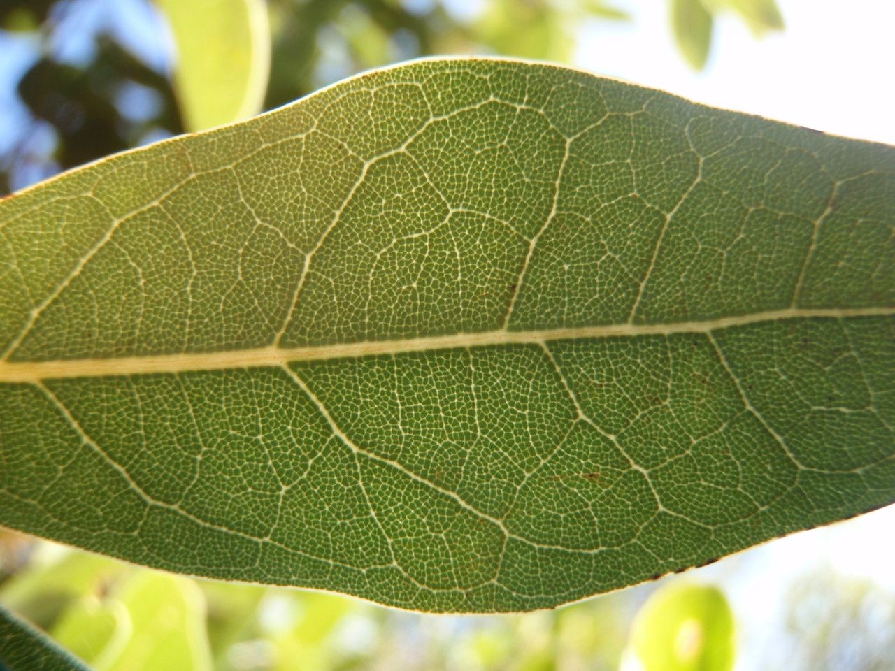 Cryptocarya leptospermoides — houseplant care guide