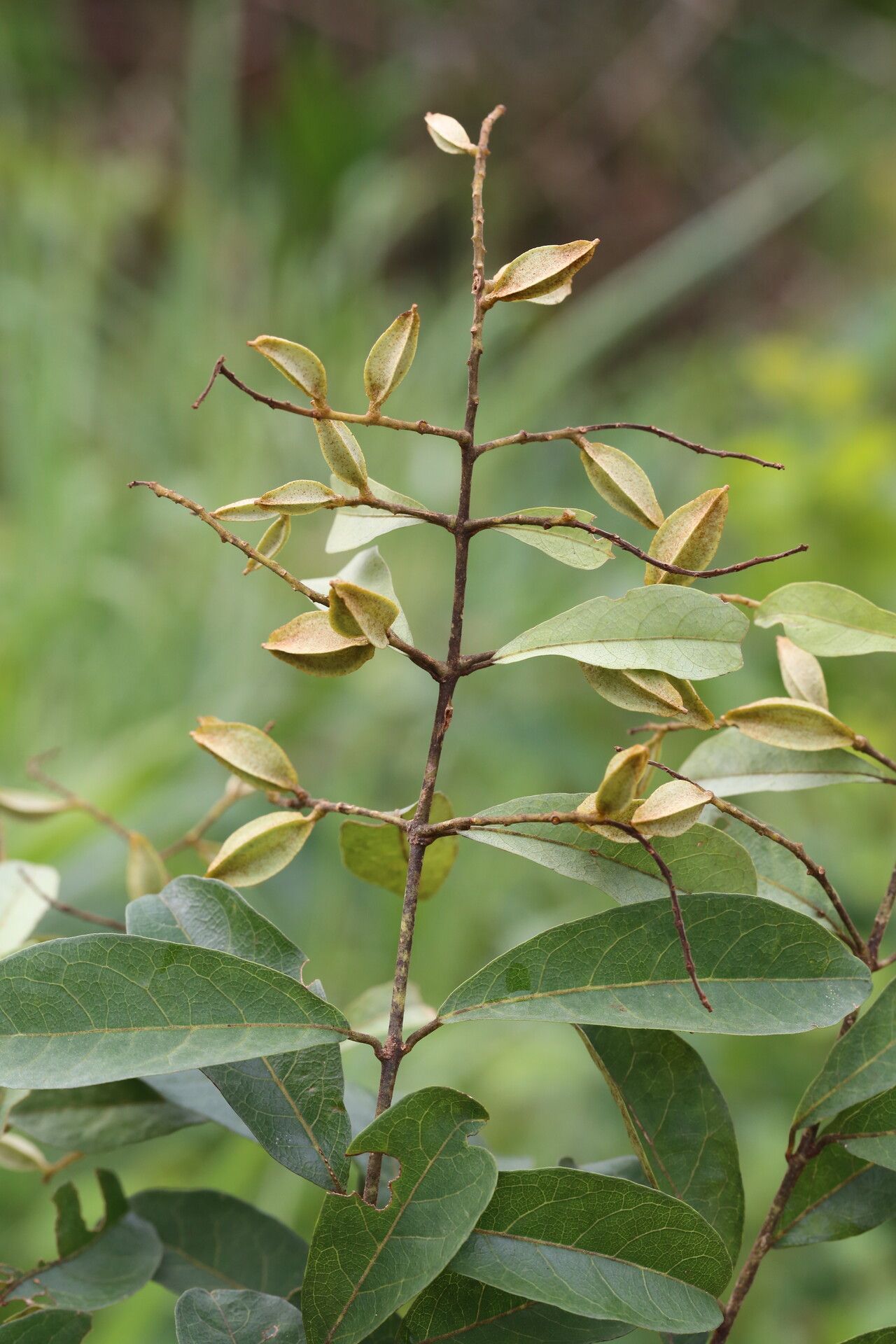 Combretum celastroides fruit