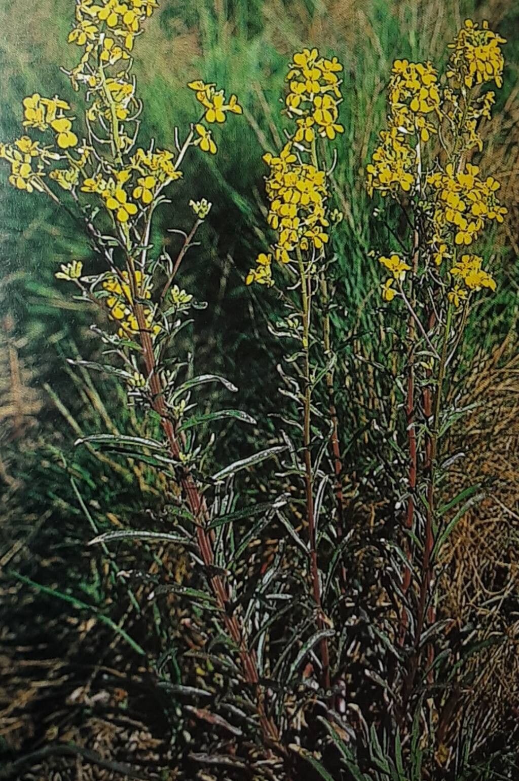 Erysimum crepidifolium habit