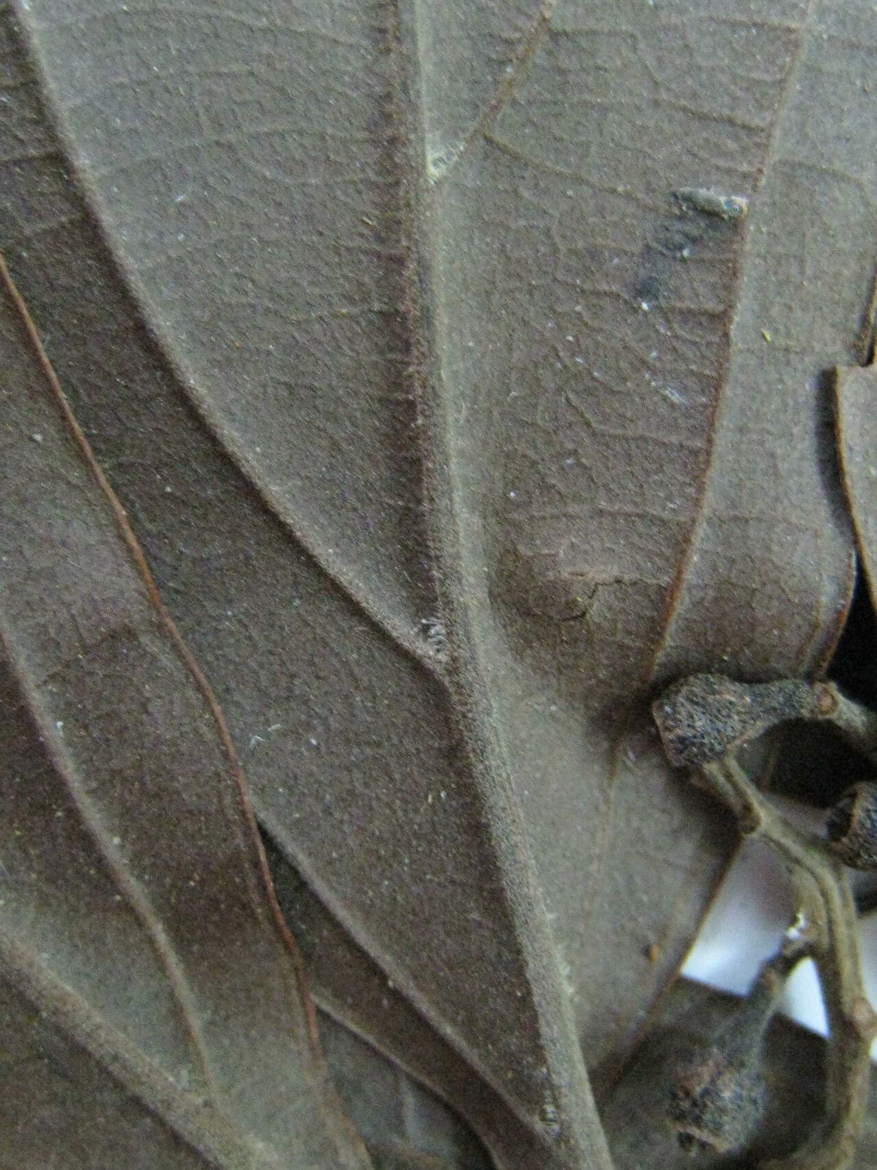 Ocotea percurrens other