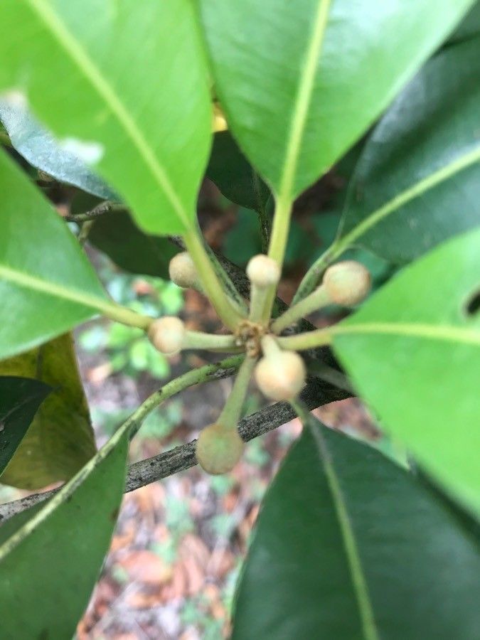 Manilkara concolor flower