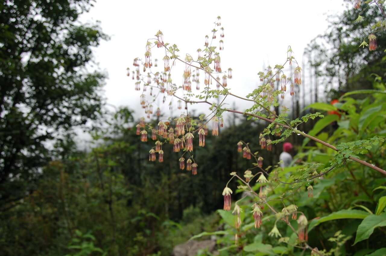 Thalictrum squamiferum habit