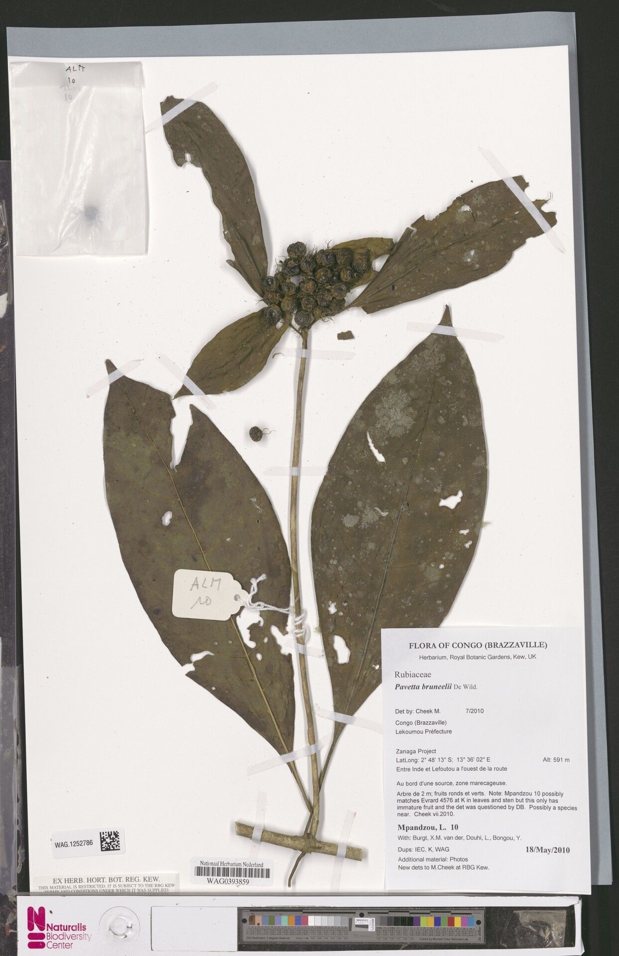 Pavetta bruneelii — houseplant care guide