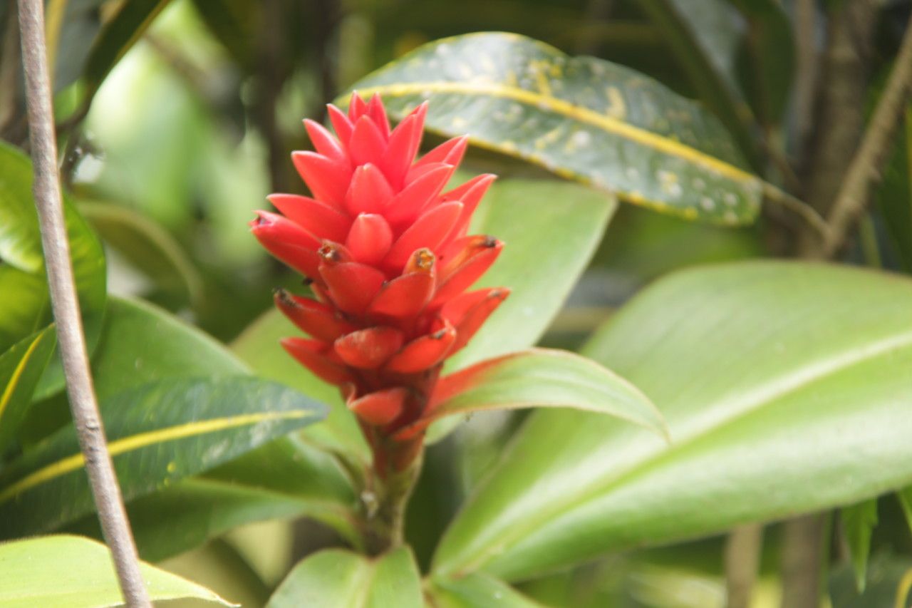 Costus montanus flower