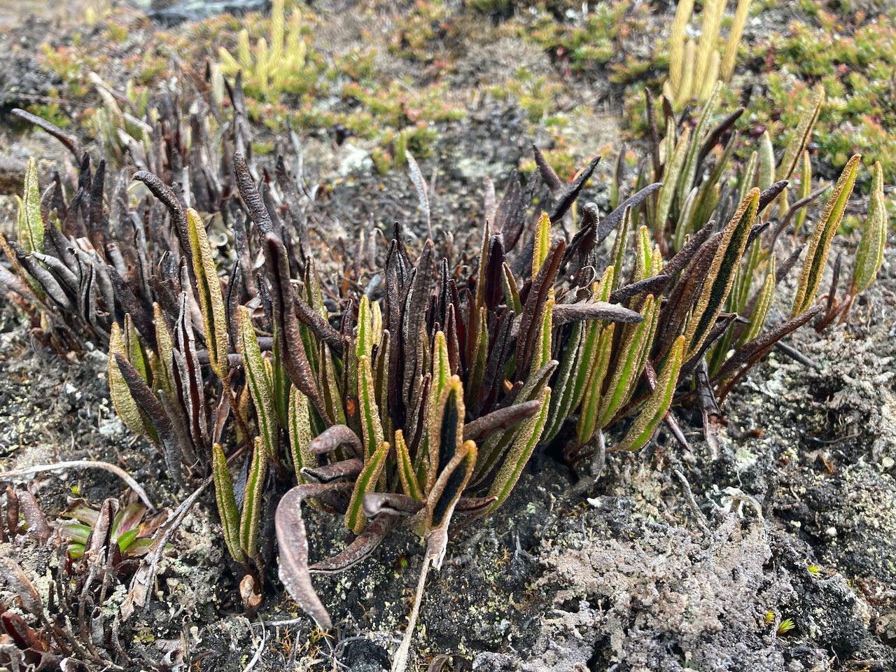 Elaphoglossum mathewsii habit