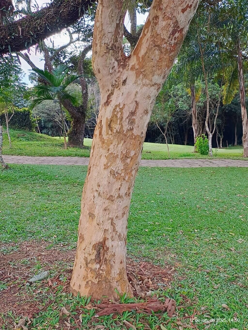 Myrcianthes gigantea bark