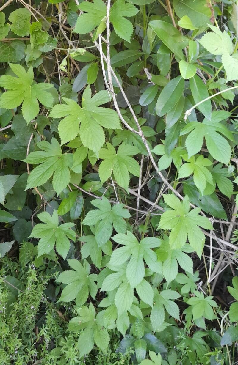 Humulus scandens habit