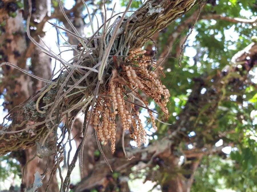 Campylocentrum grisebachii habit